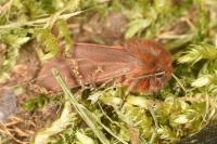 Phragmatobia fuliginosa