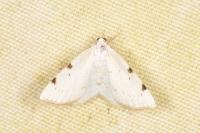 Lomographa bimaculata