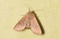 Orthosia cerasi
