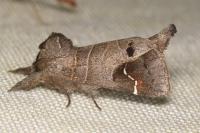 Clostera anachoreta