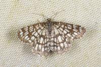 Chiasmia clathrata