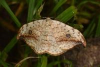 Drepana falcataria