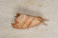 Falcaria lacertinaria