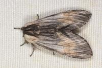 Harpyia milhauseri