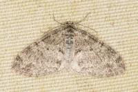 Lobophora halterata