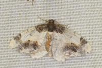 Ligdia adustata