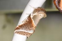 Habrosyne pyritoides