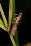 Cryptoblabes bistriga