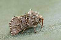 Cleonymia baetica baetica