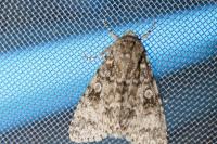 Acronicta megacephala