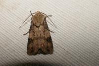 Agrotis puta