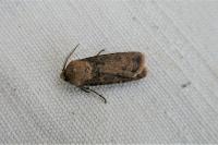 Agrotis segetum