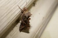 Autographa gamma