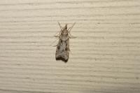 Eudonia angustea