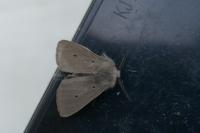 Diaphora mendica