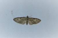 Eupithecia abbreviata