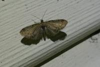 Eupithecia vulgata