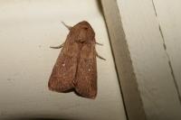 Mythimna albipuncta
