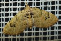 Chloroclystis v-ata