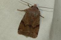 Orthosia incerta