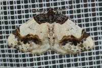 Ligdia adustata