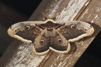 Saturnia pyri
