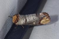 Phalera bucephala