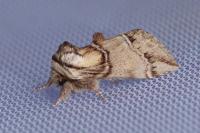 Drymonia velitaris
