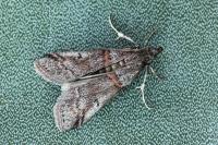 Acrobasis obliqua