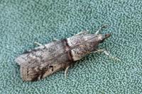 Acrobasis obliqua