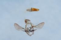 Acrobasis obliqua