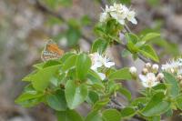 Isturgia limbaria delimbaria