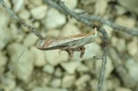 Ancylosis cinnamomella