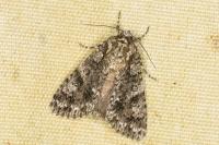 Acronicta rumicis