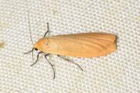 Wittia sororcula