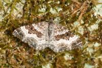 Epirrhoe alternata