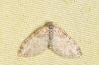 Lobophora halterata