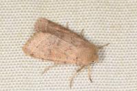 Orthosia cerasi