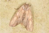 Lithophane socia