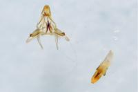 Pempelia palumbella