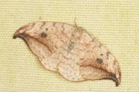 Drepana falcataria