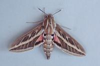 Hyles livornica