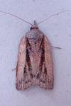 Nycteola revayana