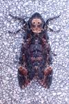 Acherontia atropos