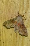 Laothoe populi