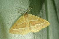 Hylaea fasciaria