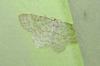 Asthena albulata