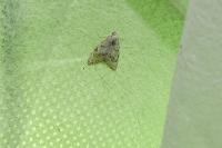 Nola confusalis