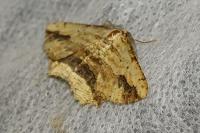 Menophra abruptaria