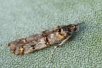 Pempelia brephiella